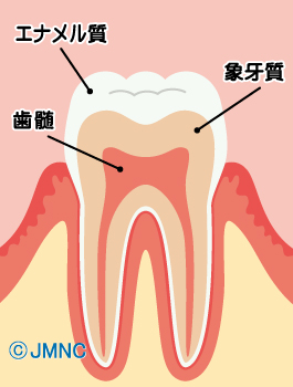 正常な歯の構造