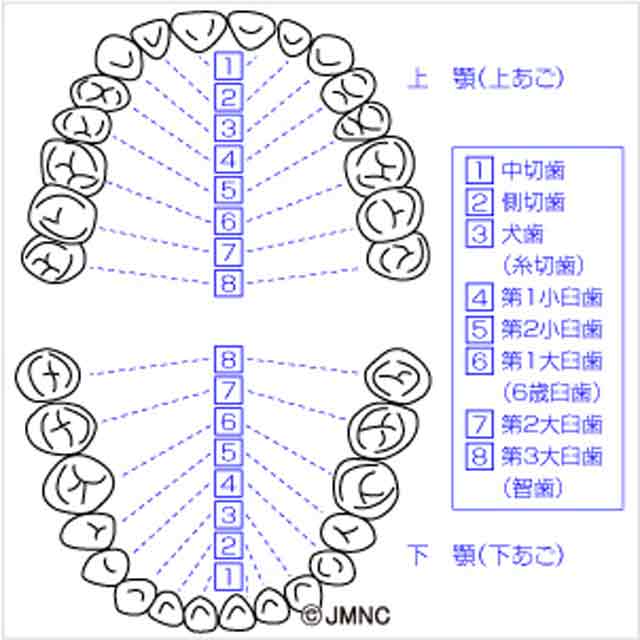 それぞれの歯の位置と名前