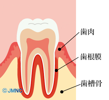 歯肉・歯根膜・歯槽骨の構造